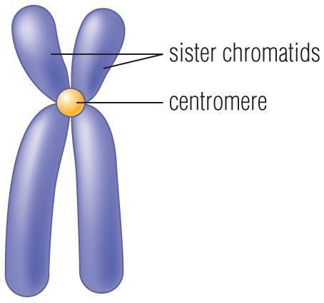 chromosome) attach to spindle