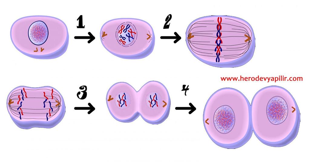 INTERPHASE PROPHASE METAPHASE