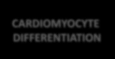 AIMS HPSC EXPANSION CARDIOMYOCYTE DIFFERENTIATION