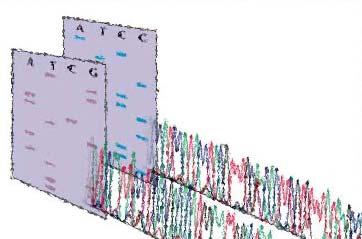 begun to reveal the repertoire and organization of genes along the chromosomes