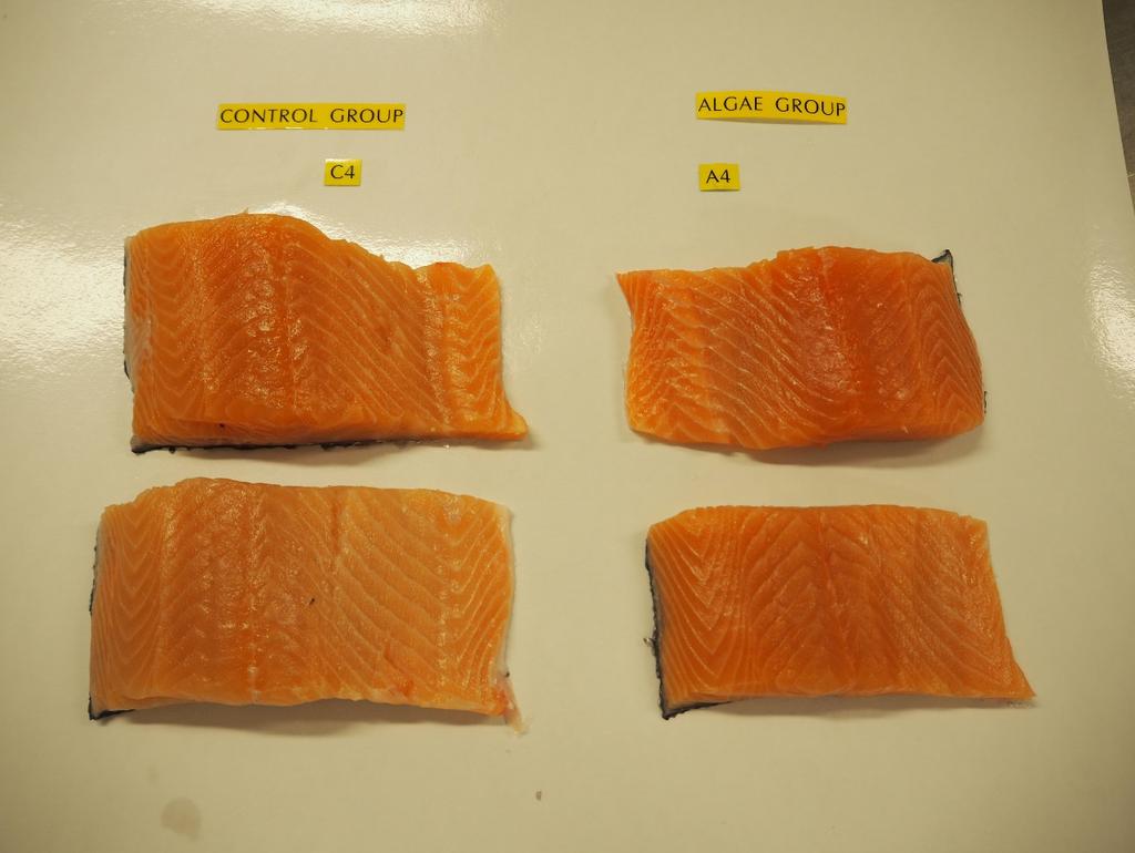 Validation in salmon and shrimp pigmentation visuals Enhanced pigmentation of salmon fillet with Cellana algae meal (Omega-3 strain, 2015) Feed without algae Feed
