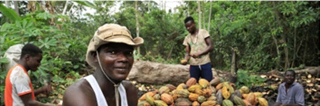 Cocoa: a sweet value chain Find out how in today s
