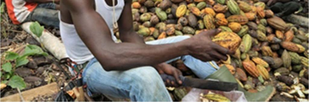 capacity helps to make sure that cocoa plants are free