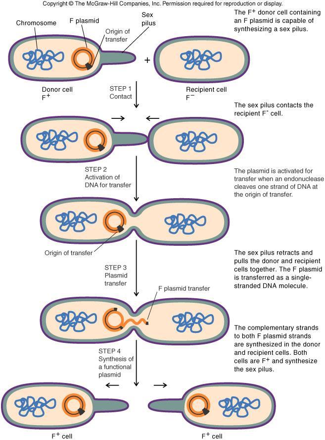 Reproduction: Conjunction Bacteria can reproduce sexually using conjugation.
