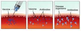 Vaccines Many bacterial diseases can be prevented by vaccines A vaccine is a preparation of
