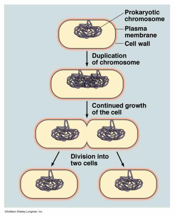 Reproduction: Binary Fission Bacteria can reproduce asexually (mitosis) using binary