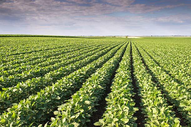 Marketing Corn and Soybeans during the Growing Season: 2018 Outlook and Pricing