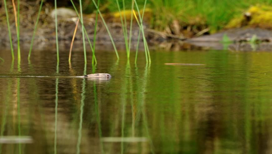 Scottish Could Natural beavers Heritage have a role in river