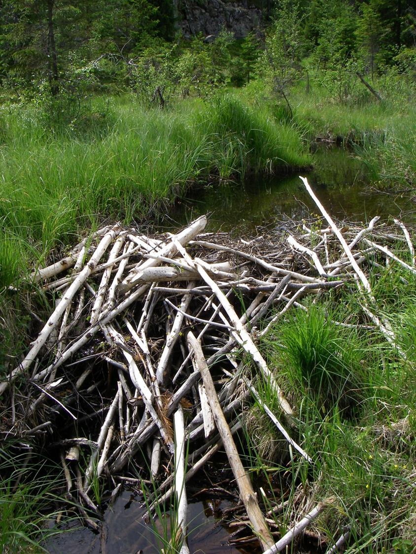 The effects of beaver activity on hydrology Water accumulates upstream of leaky dams During periods of high precipitation, dams may slow the passage of water