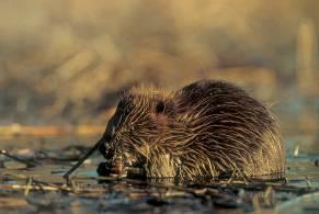 What we re going to talk about Some background The effects beavers can have on