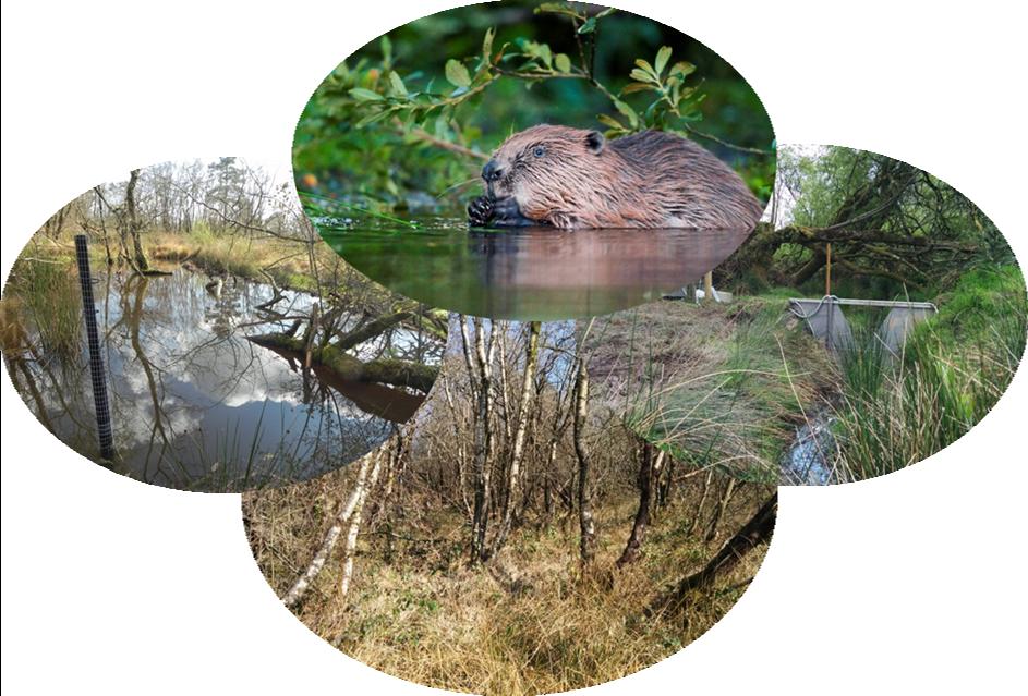 Large Wood in River Restoration and Management: