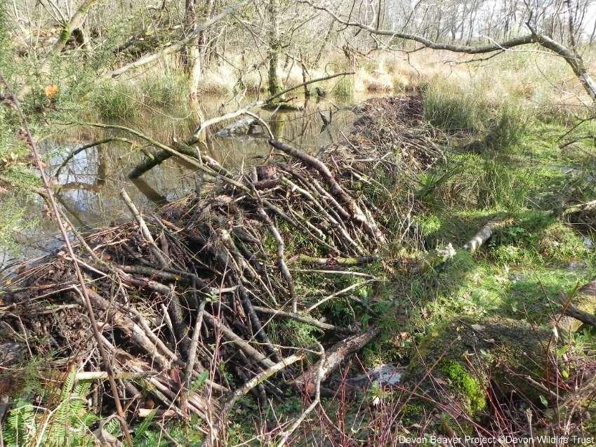 Devon Beaver Project: Overview Fenced 1.