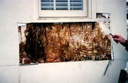 Mold & Bugs Other