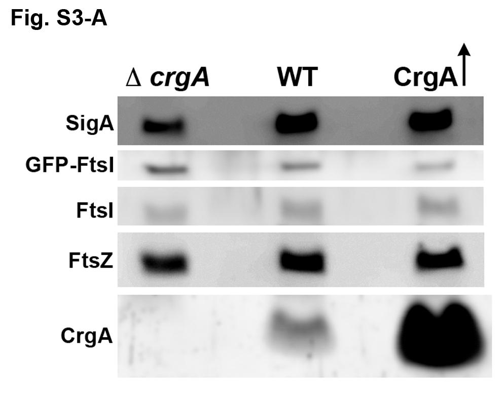 immunoblotting using indicated antibodies. (ii) CrgA levels do not change upon FtsZ depletion. M.