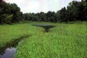 Wetlands: restoration No-net loss of
