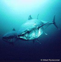Overfishing Example: Bluefin Tuna Large, wide ranging, fast animal Grows to 1500 lbs.