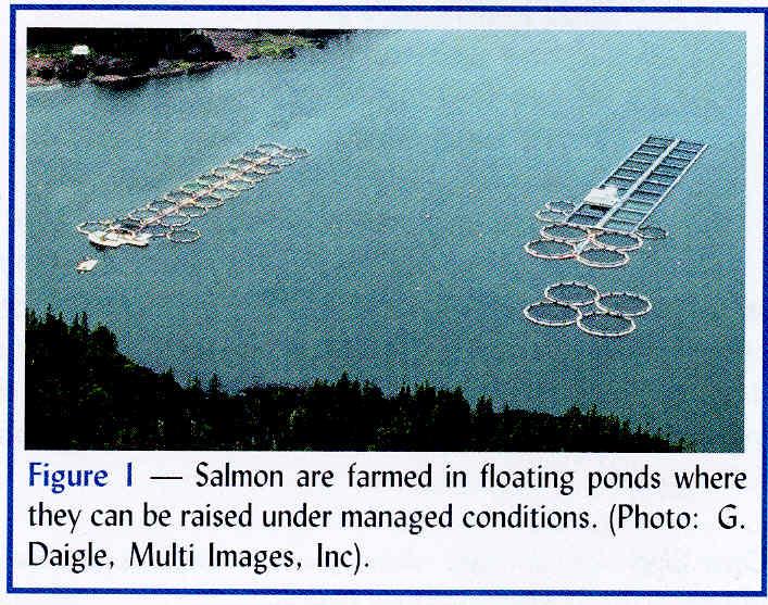Is Aquaculture the answer?