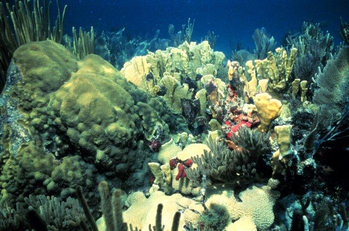 Coral Reefs One of most diverse