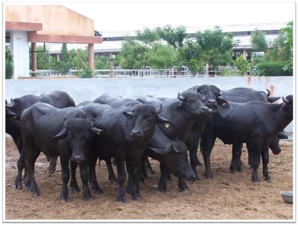 Based on daughters production records, estimate Breeding Values (BV) of the bulls and recorded cows/buffaloes and