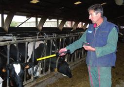 processes and procedures insemination for beef and