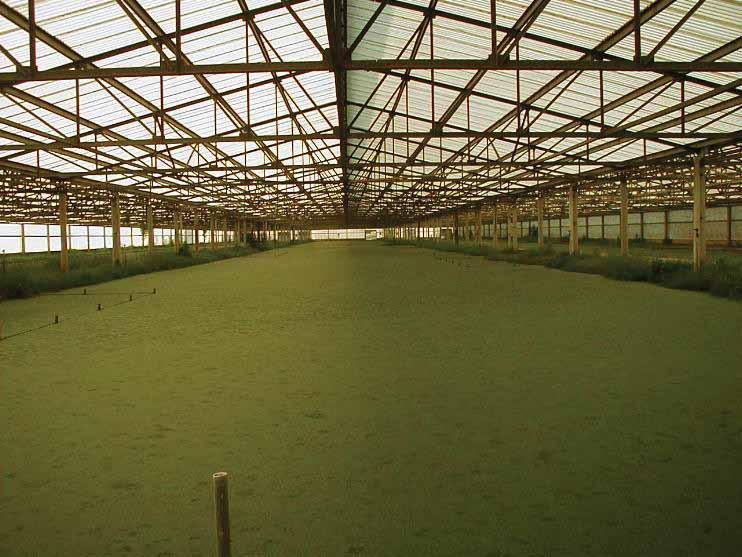 GREENHOUSE Fiberglass Reinforced Plastic Greenhouse Panels Engineered to Promote Growth Engineered to survive in harsh environments, FRP won t rot, rust, mold or mildew