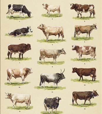 slurry and solid Quantity and quality of manure vary according to: Animal species and breed Livestock purpose (Food, products or labour)