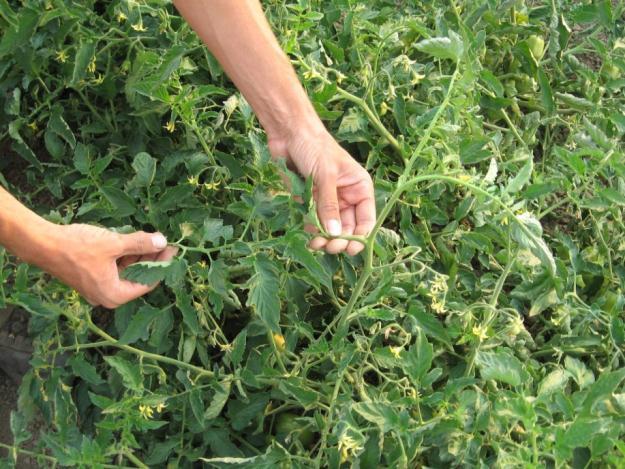 Bottom line on plant tissue testing : whole leaf sampling gives a good snapshot of current crop N status but, if it is in the adequate range, does not project forward more than 7-10 days to predict