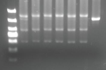 EXAMPLE Incubating RNP with different amounts of crrna:tracrrna all cut successfully in vitro.