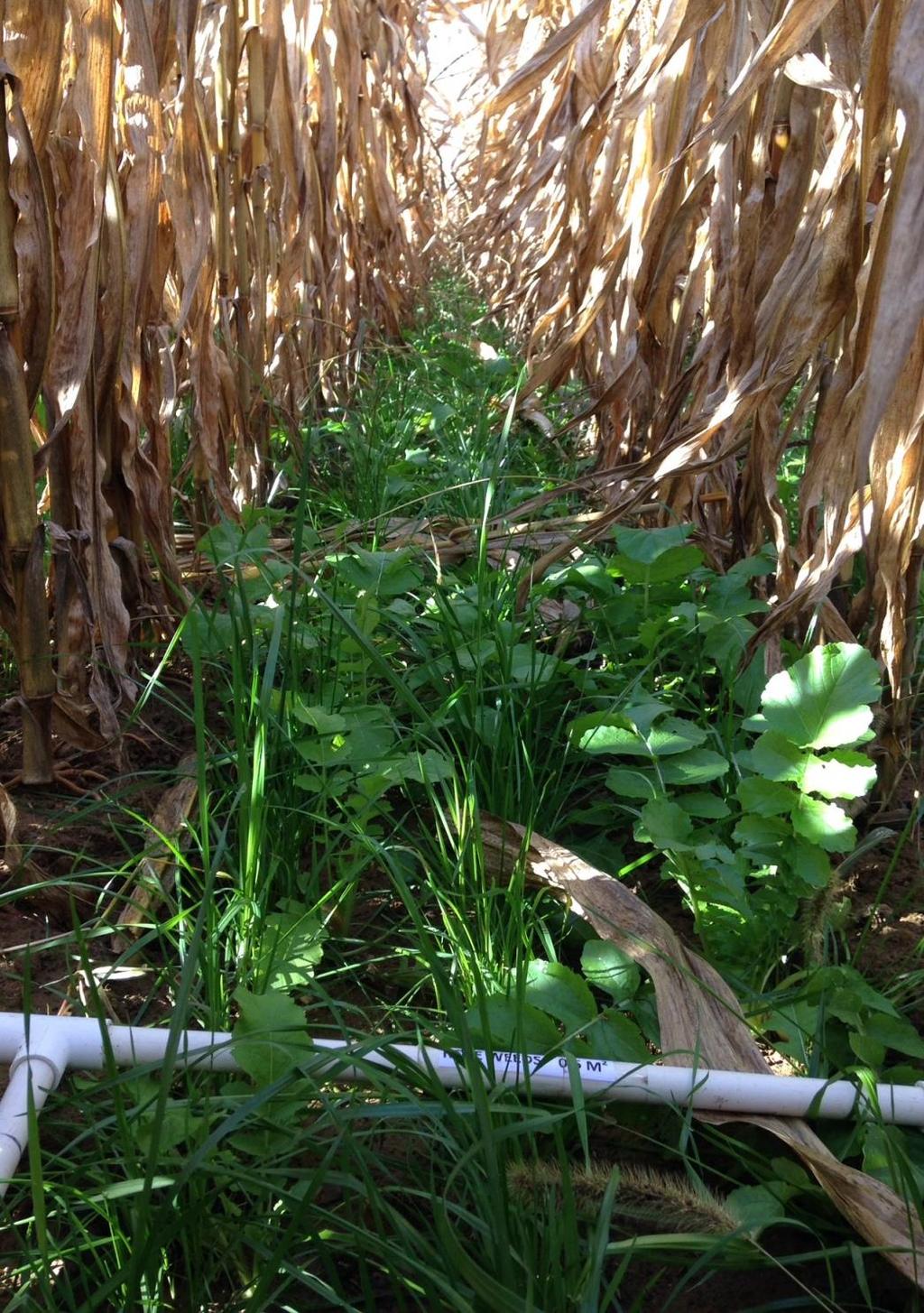 Before harvest cover crops are already established Also a common practice in wheat Species interactions are