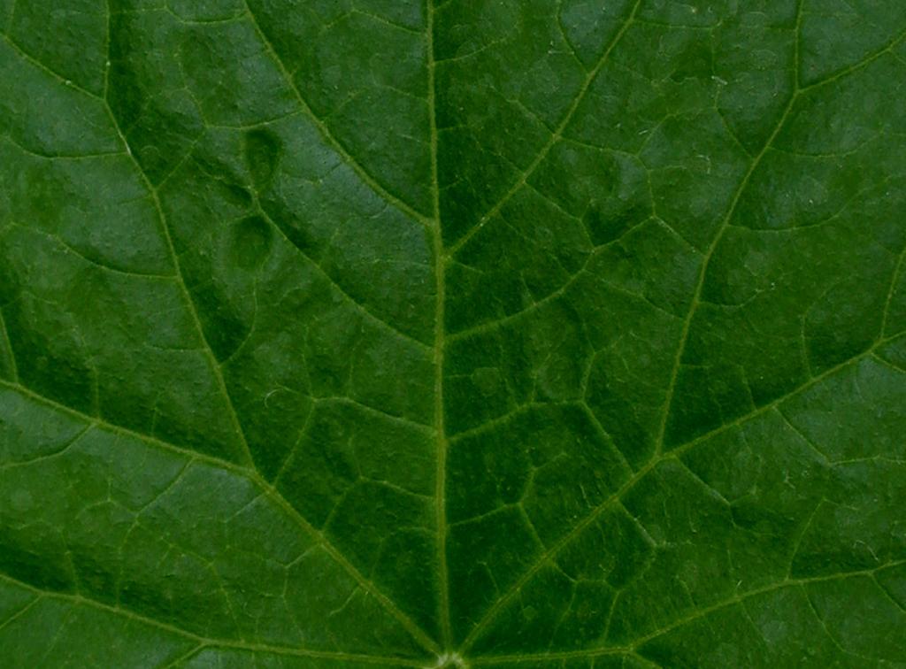 Tissue (leaf) characteristics Edinburg Edinburg Weslaco Weslaco Sufficiency Nutrient Unit 12" vine Pre-harvest 12" vine Pre-harvest range N (%) 4.2 2.3* 5.1 2.9* 2-5 P (%) 0.39 0.21* 0.56 0.29* 0.3-0.