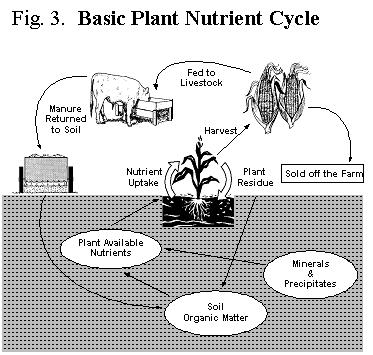 Basic Plant Nutrient Cycle Depending on cultivar, harvestable portion, yield level, location etc, the balance between nutrient inputs and outputs can easily shift