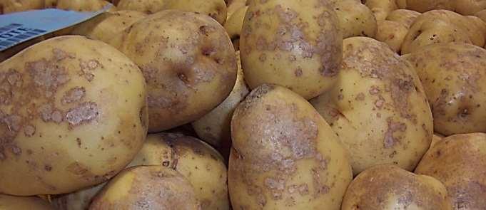 overall appearance of the tuber If the infection is severe, the