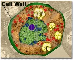 cell wall: cellulose Outer