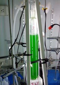 Performance of fed batch cultivation for CO 2 fixation CO 2 fixation