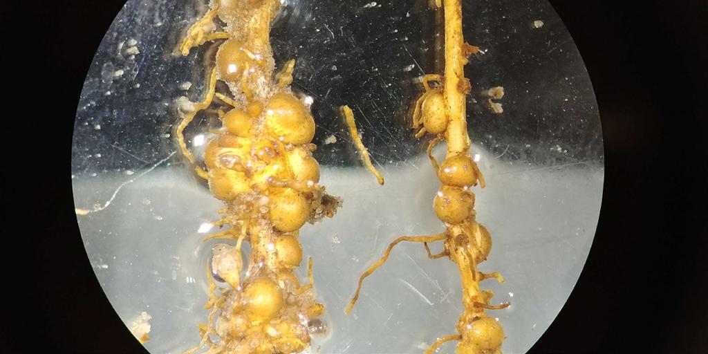 Healthy peanut root (right) compared to a peanut root infected with root-knot nematode. Both roots have spherical nitrogen-fixing nodules attached to the sides of the root.