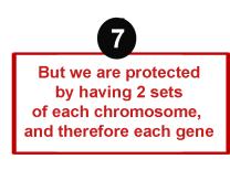 Concept 8 Mutations & Heredity Basics - Inherited mutations are more likely to cause a genetic disease. But still unkilely as we have protections.