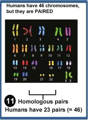 - But, due to sexual reproduction, we have 2 sets of all our chromosomes, and therefore 2 sets fo all our genes. * Homologous pairs of chromosomes.