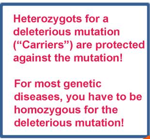 Heterozygote: the 2 versions are different (deleterious, or simply a different variant).