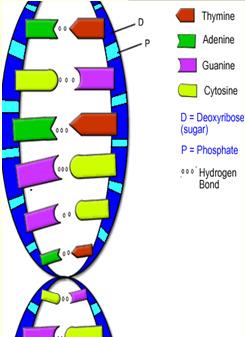 deoxyribonucleic acid Double helix = twisted ladder = linked nucleotides Structure - nucleotide Made of