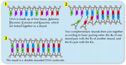 Cytosine Guanine Thymine Linking Nucleotides Nucleotides join together to make complementary base
