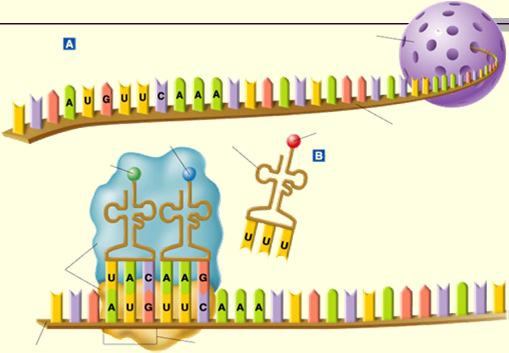 The ribosome positions the start codon to attract its anticodon, which is part of the t that binds methionine.