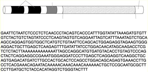 Chromosomal Mutations Typical Gene Structure Section 12-5 Deletion Regulatory sites Promoter ( binding site) strand Duplication Start transcription