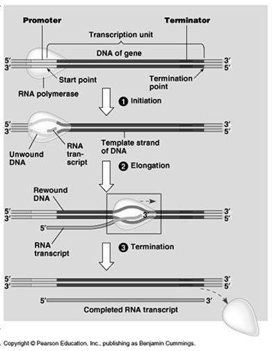 template Stages of Transcription 1.