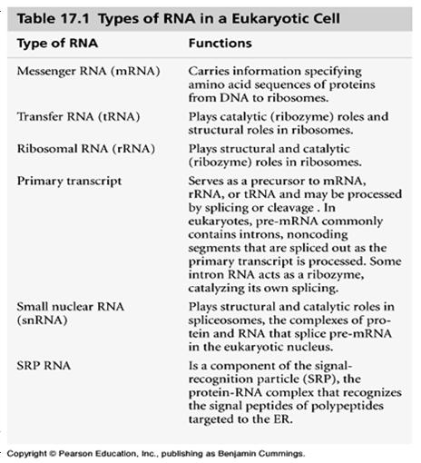 replaces one nucleotide & its complementary partner with another nucleotide Silent mutations due to redundancy of genetic code, these have no effect on the protein (CCG mutated to CCA