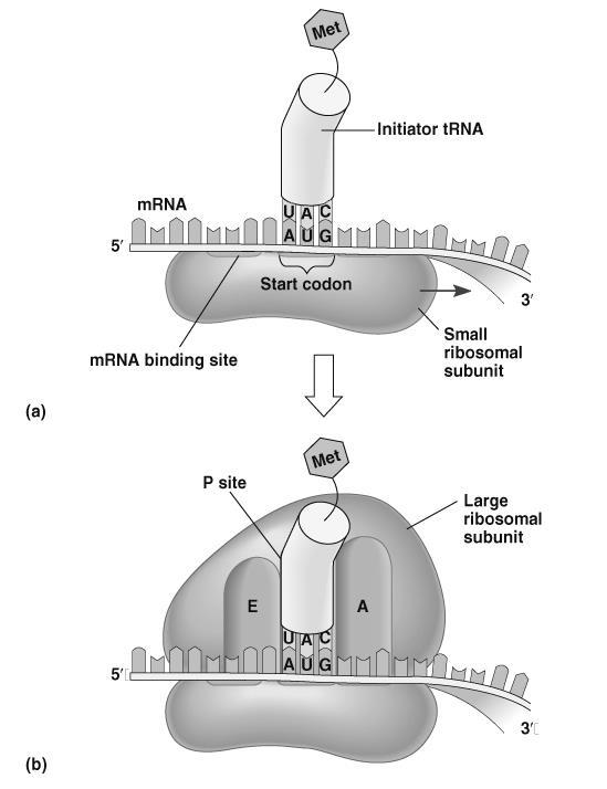 During translation, the mrna fits in a groove between the contact surfaces of the two subunits.