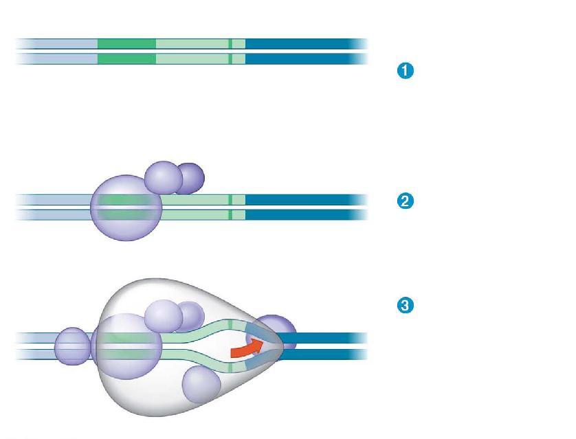 The completed assembly of transcription factors and RN polymerase II bound to a promoter is called a transcription initiation complex promoter sequence called a TT box is crucial in forming the