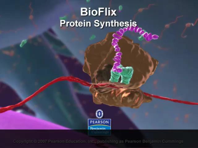 Bioflix nimation: Protein Synthesis Figure 14.