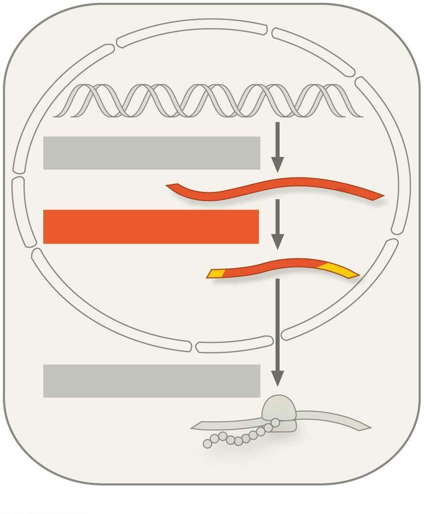 TRNSLTION Ribosome Polypeptide UN03