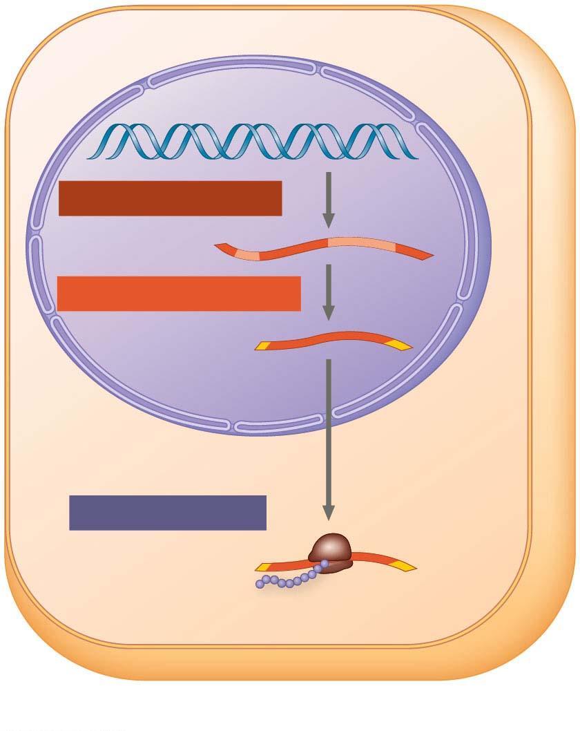 Figure 14.4-2-s1 Nuclear envelope TRNSCRIPTION Pre- NUCLEUS CYTOPLSM (b) Eukaryotic cell Figure 14.