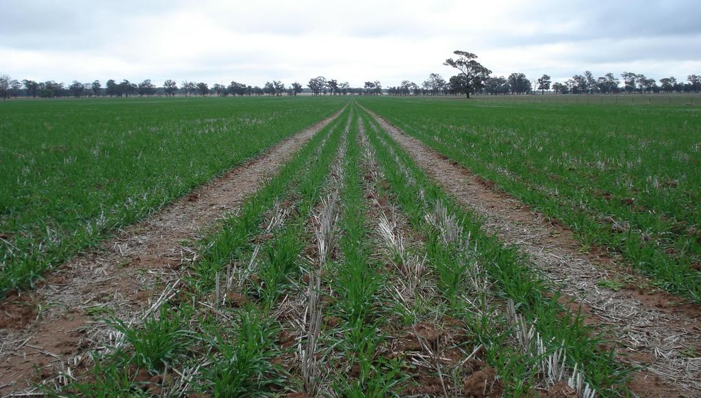 CEREAL - Sown ON Canola row, BETWEEN previous Cereal Roots follow pores left by tap roots of Canola Roots absorb nutrients from